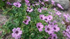 Geranium cinereum 'Rothbury Gem'